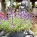 Lavandula angustifolia `Hidcote Blue` tähk-lavendel