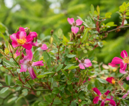 Rosa `Palsy-Walsy` roos (5)