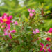 Rosa `Palsy-Walsy` roos (5)