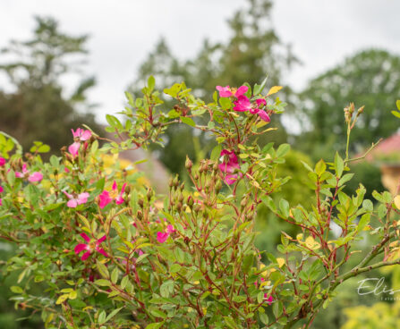 Rosa `Palsy-Walsy` roos (1)