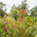 Rosa `Palsy-Walsy` roos (1)