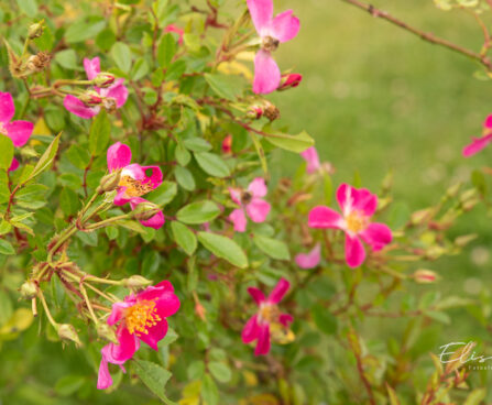Rosa `Palsy-Walsy` roos (2)