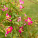 Rosa `Palsy-Walsy` roos (2)