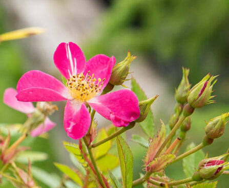 Rosa `Palsy-Walsy` roos (3)