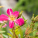 Rosa `Palsy-Walsy` roos (3)