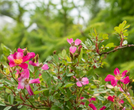 Rosa `Palsy-Walsy` roos (4)