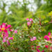 Rosa `Palsy-Walsy` roos (4)