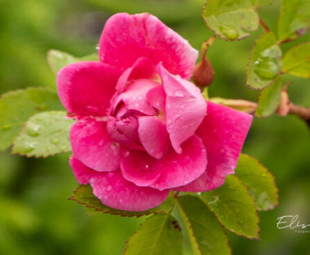 Rosa `William Baffin` roos (1)