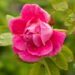 Rosa `William Baffin` roos (1)