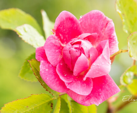 Rosa `William Baffin` roos (2)