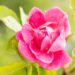Rosa `William Baffin` roos (2)