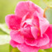 Rosa `William Baffin` roos (3)