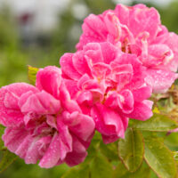 Rosa `William Baffin` roos (4)