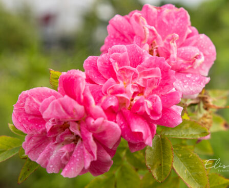 Rosa `William Baffin` roos (4)