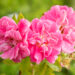 Rosa `William Baffin` roos (5)