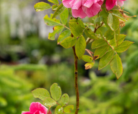 Rosa `William Baffin` roos (6)