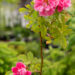 Rosa `William Baffin` roos (6)