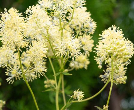 Thalictrum flavum glaucum kollane ängelhein (4)