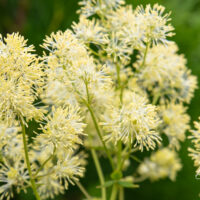 Thalictrum flavum glaucum kollane ängelhein (1)