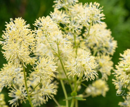 Thalictrum flavum glaucum kollane ängelhein (1)