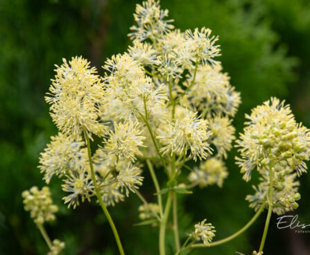 Thalictrum flavum glaucum kollane ängelhein (2)