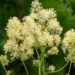 Thalictrum flavum glaucum kollane ängelhein (2)