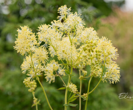 Thalictrum flavum glaucum kollane ängelhein (3)