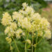 Thalictrum flavum glaucum kollane ängelhein (3)
