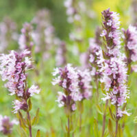 Hyssopus officinalis `Roseus` harilik iisop (1)
