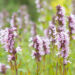 Hyssopus officinalis `Roseus` harilik iisop (1)