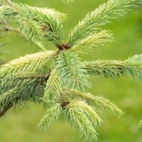 Picea glauca `Dent` kanada kuusk (1)
