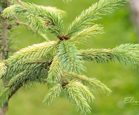 Picea glauca `Dent` kanada kuusk (1)