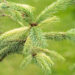 Picea glauca `Dent` kanada kuusk (1)