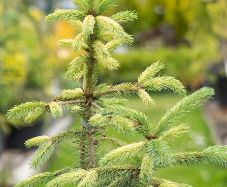 Picea glauca `Dent` kanada kuusk (2)