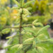 Picea glauca `Dent` kanada kuusk (2)