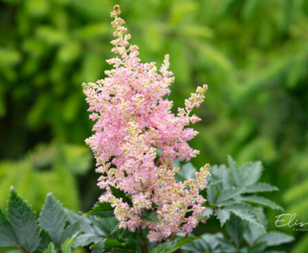 Astilbe arendsii `Sister Theresa` arendsi astilbe (1)