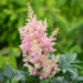Astilbe arendsii `Sister Theresa` arendsi astilbe (1)