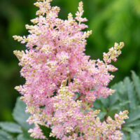 Astilbe arendsii `Sister Theresa` arendsi astilbe (2)