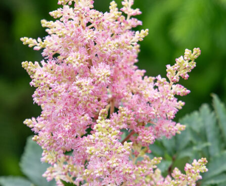 Astilbe arendsii `Sister Theresa` arendsi astilbe (2)