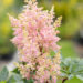 Astilbe arendsii `Sister Theresa` arendsi astilbe (3)