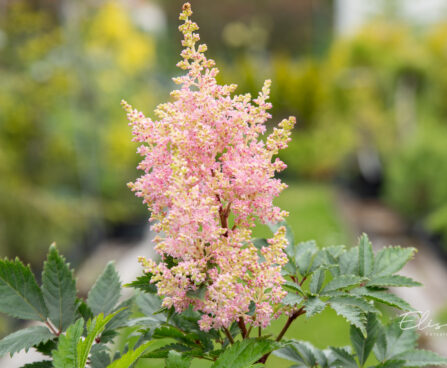 Astilbe arendsii `Sister Theresa` arendsi astilbe (4)