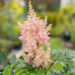 Astilbe arendsii `Sister Theresa` arendsi astilbe (4)
