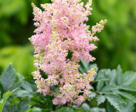 Astilbe arendsii `Sister Theresa` arendsi astilbe (5)