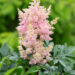 Astilbe arendsii `Sister Theresa` arendsi astilbe (5)