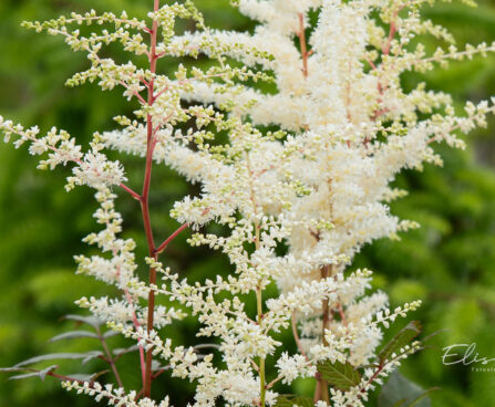 Astilbe japonica `Ellie` jaapani astilbe (1)