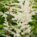 Astilbe japonica `Ellie` jaapani astilbe (1)