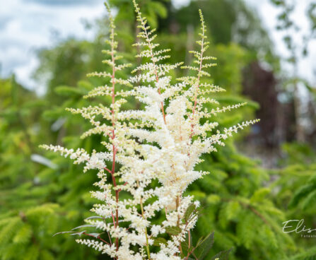 Astilbe japonica `Ellie` jaapani astilbe (2)