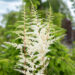 Astilbe japonica `Ellie` jaapani astilbe (2)