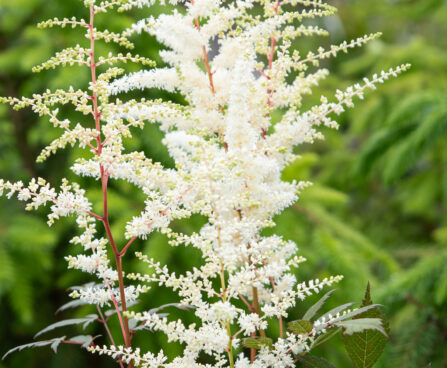 Astilbe japonica `Ellie` jaapani astilbe (3)