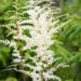 Astilbe japonica `Ellie` jaapani astilbe (3)